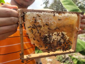 Honey, honeycomb and the makers 